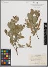 Foto von Salix hastata L.